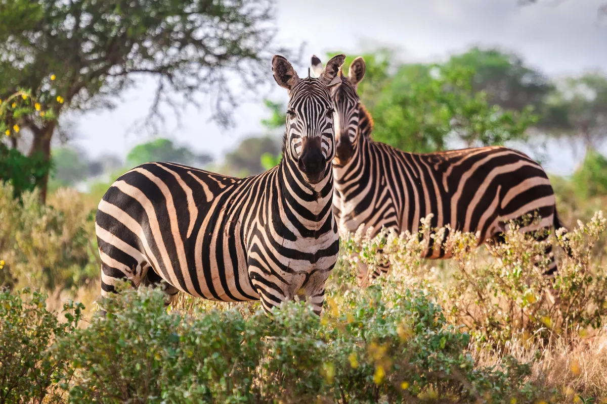 wilde Zebras - ©eunikas - stock.adobe.com