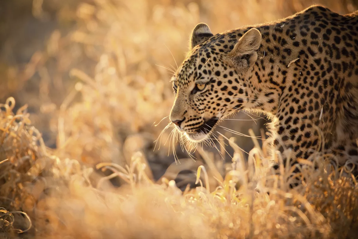 Leopard - © GrantRyan - Fotolia