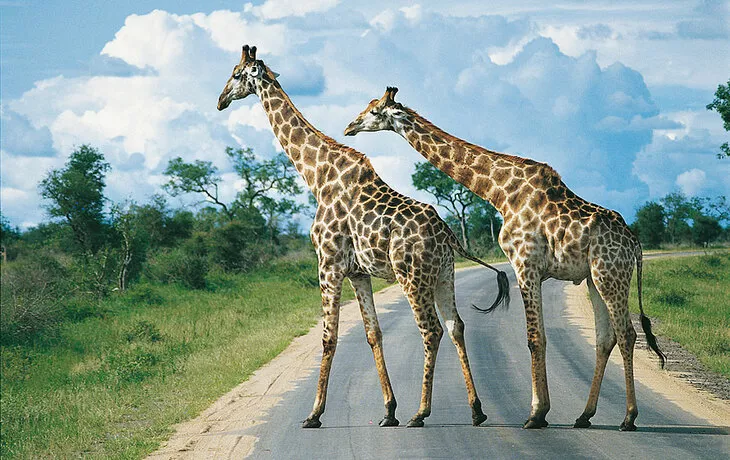 Giraffen im Krüger Nationalpark, www.southafricantourism.de