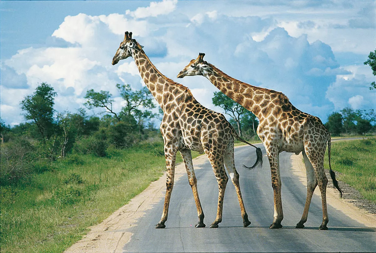 Giraffen im Krüger Nationalpark, www.southafricantourism.de