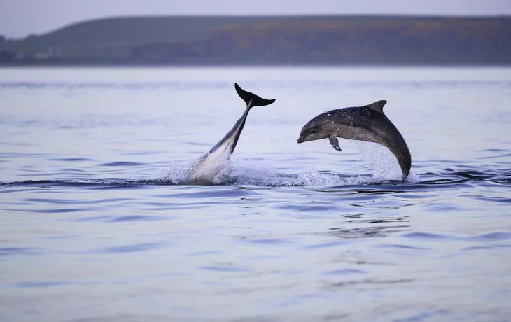 Delfin-Beobachtung am Chanonry Point - ©jamie - stock.adobe.com