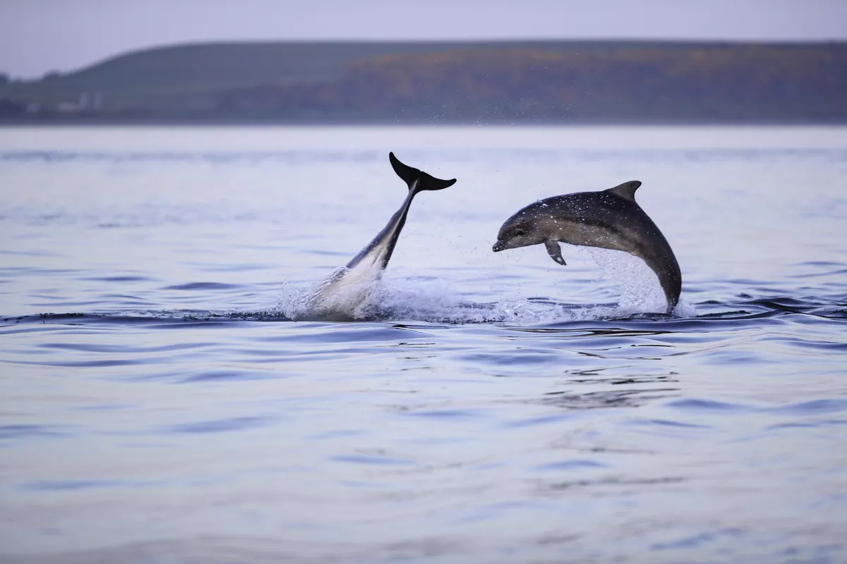 Delfin-Beobachtung am Chanonry Point - ©jamie - stock.adobe.com