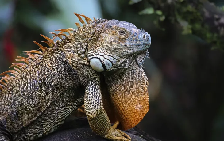 Leguan - © Uwe Bergwitz - stock.adobe.com