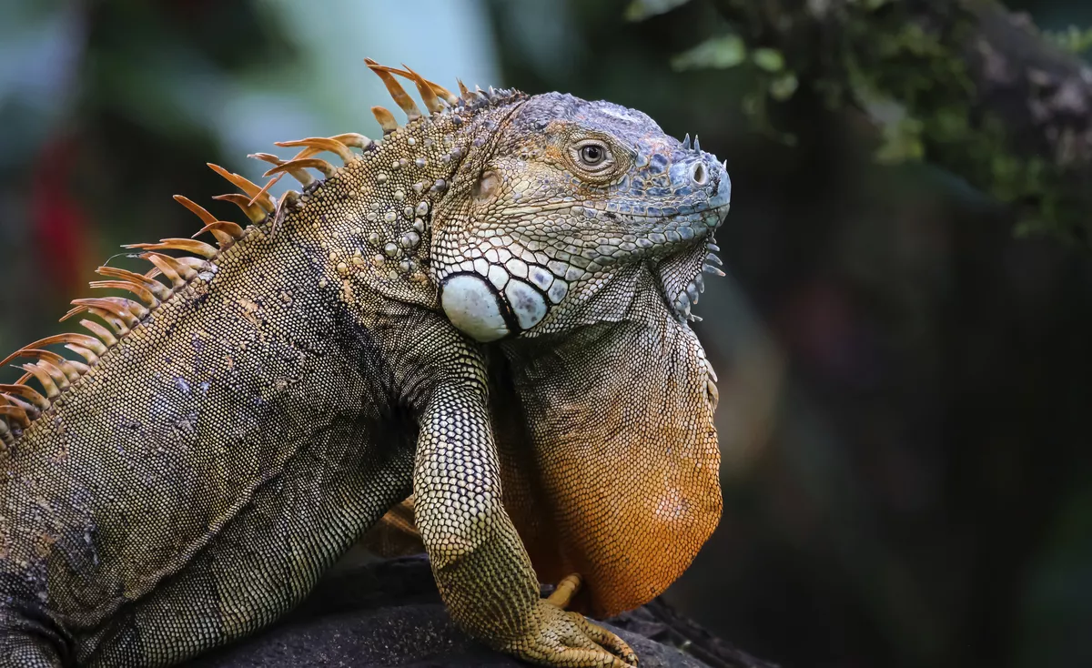 Leguan - © Uwe Bergwitz - stock.adobe.com