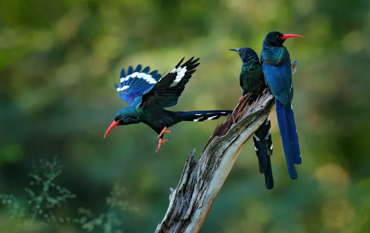 Green wood hoopoe im afrikanischen Naturlebensraum - ©ondrejprosicky - stock.adobe.com