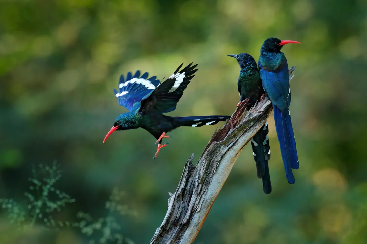 Green wood hoopoe im afrikanischen Naturlebensraum - ©ondrejprosicky - stock.adobe.com