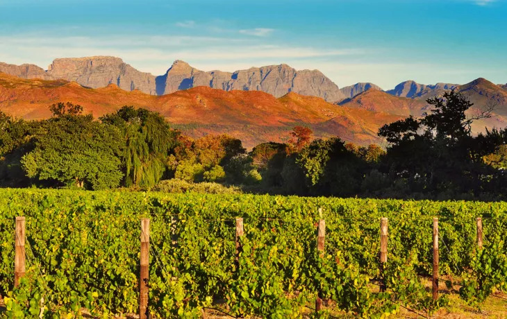 Weinberg in der südafrikanischen Westkap - © supertramp8 - Fotolia