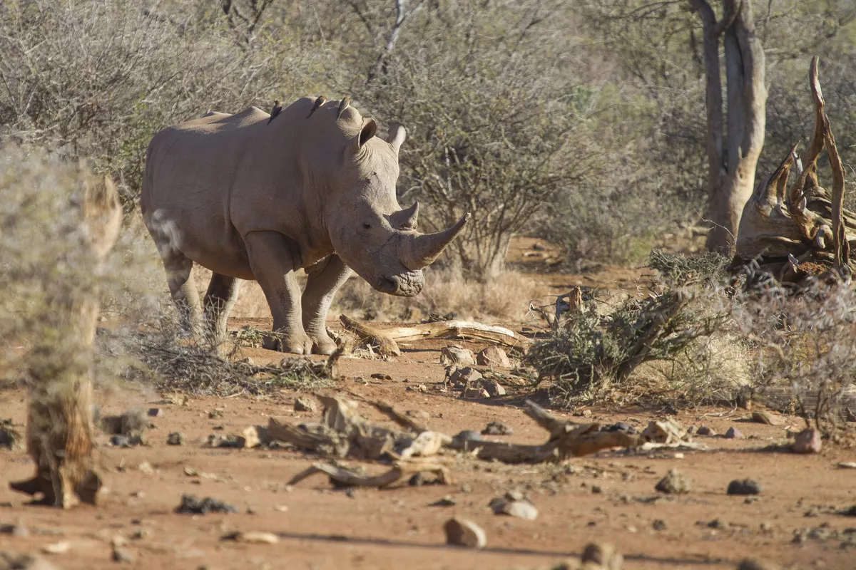 Nashorn im Madikwe-Wildreservat - © Chris - stock.adobe.com