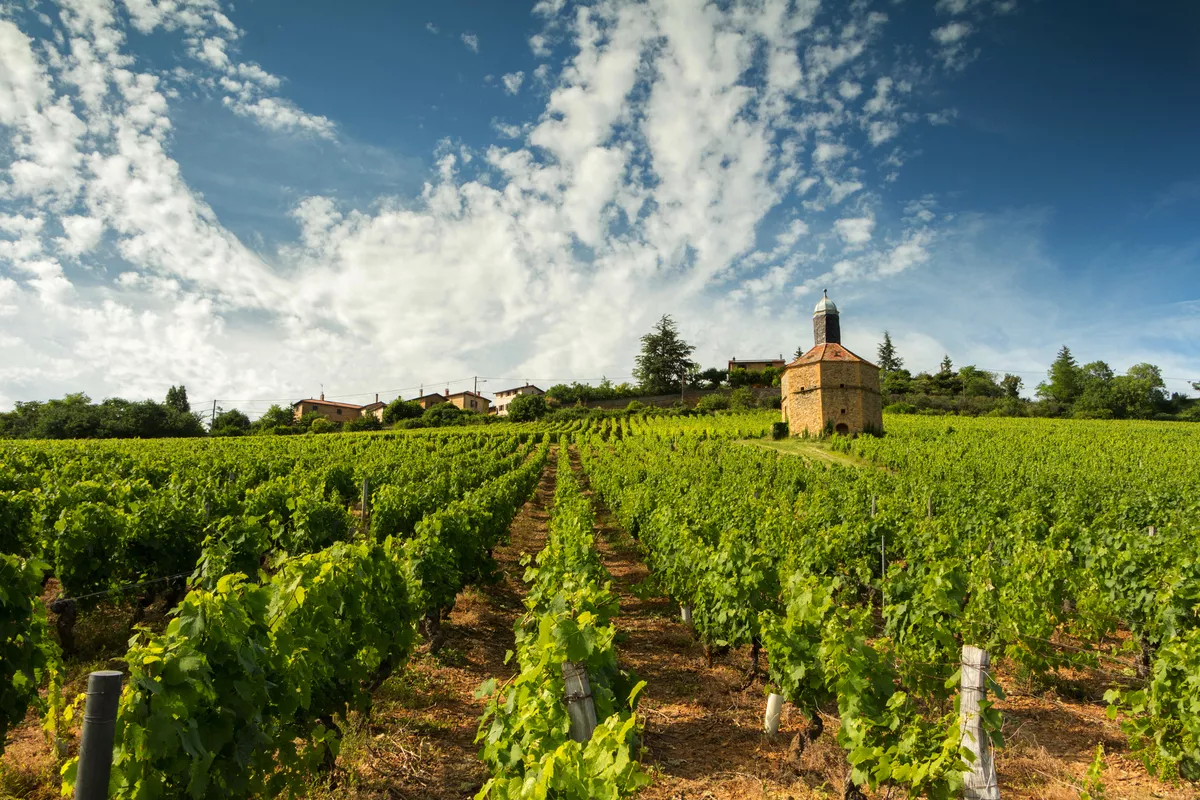 Weinbaugebiet Beaujolais  - © jorick - stock.adobe.com