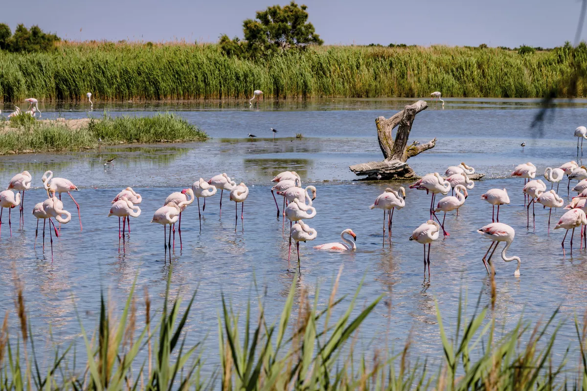 Flamingos in der Camargue - © Gerald Villena - stock.adobe.com