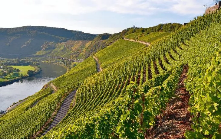 Weinberge an der Mosel - © hecht7 - Fotolia