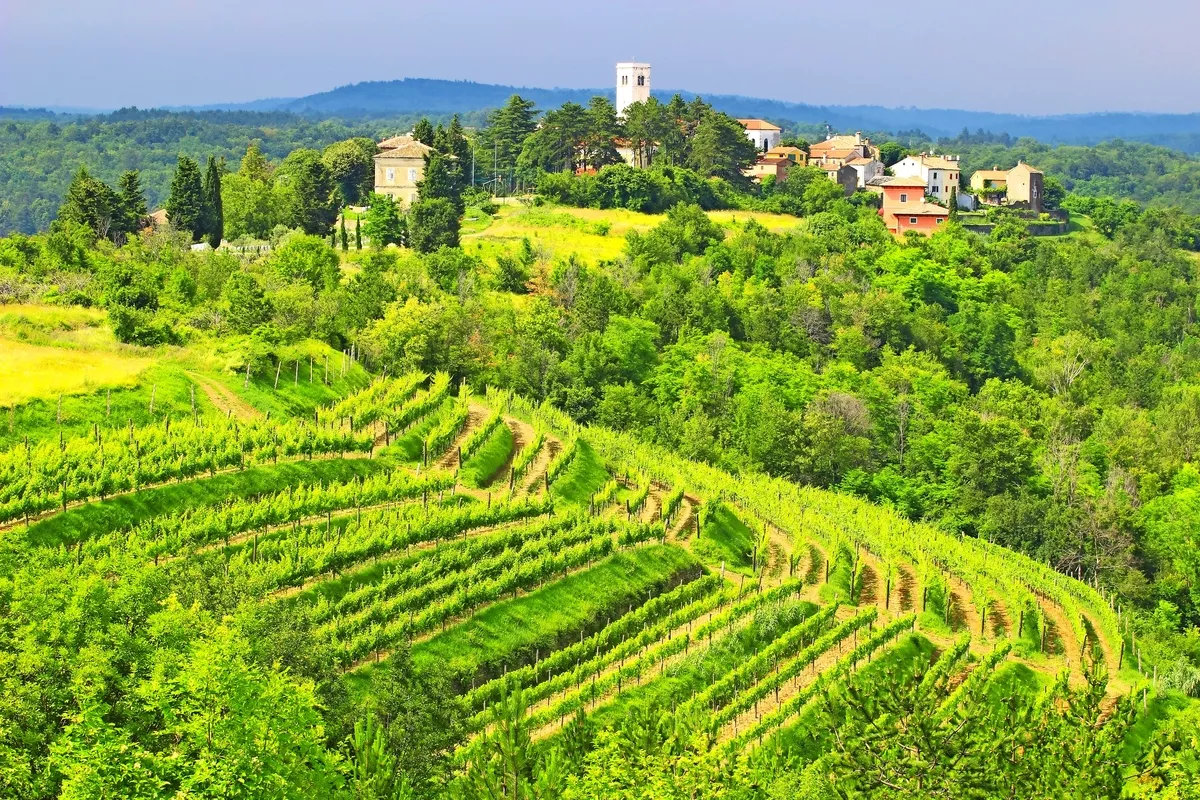 Weinberge Kroatien - © gudrin - stock.adobe.com