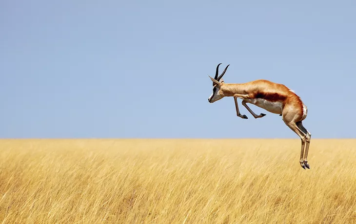 Springbock im Etosha Nationalpark - © Carina - Fotolia