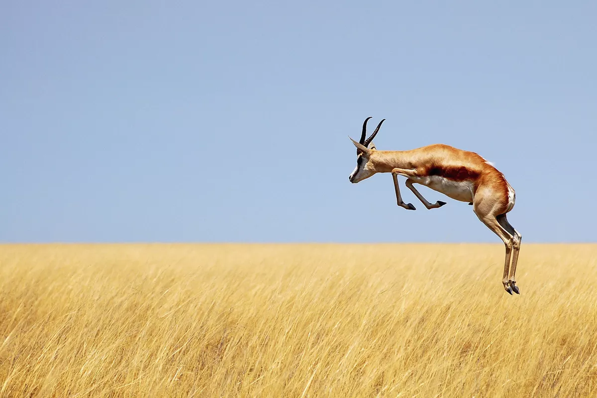 Springbock im Etosha Nationalpark - © Carina - Fotolia