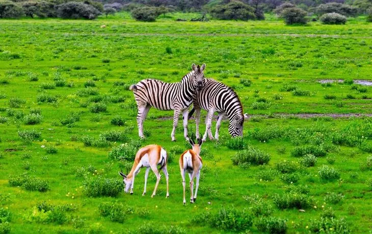 Springböcke und Zebras