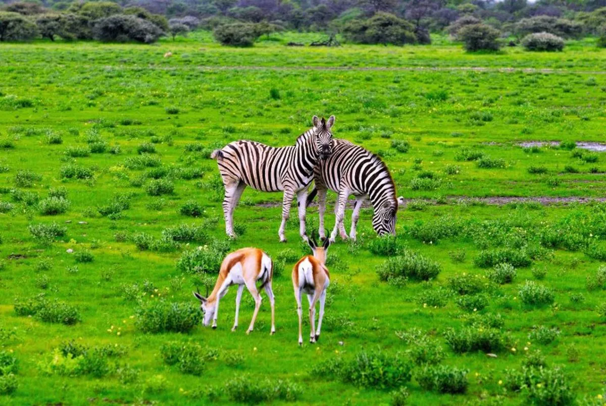 Springböcke und Zebras