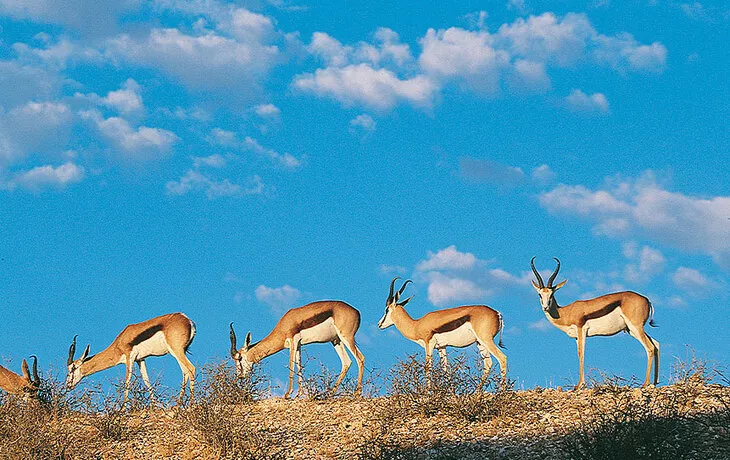 Springbock im Krüger Nationalpark, www.southafricantourism.de