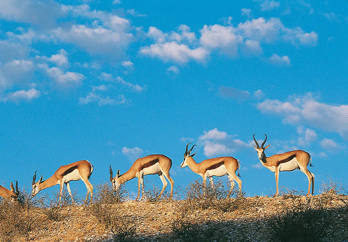 Springbock im Krüger Nationalpark, www.southafricantourism.de