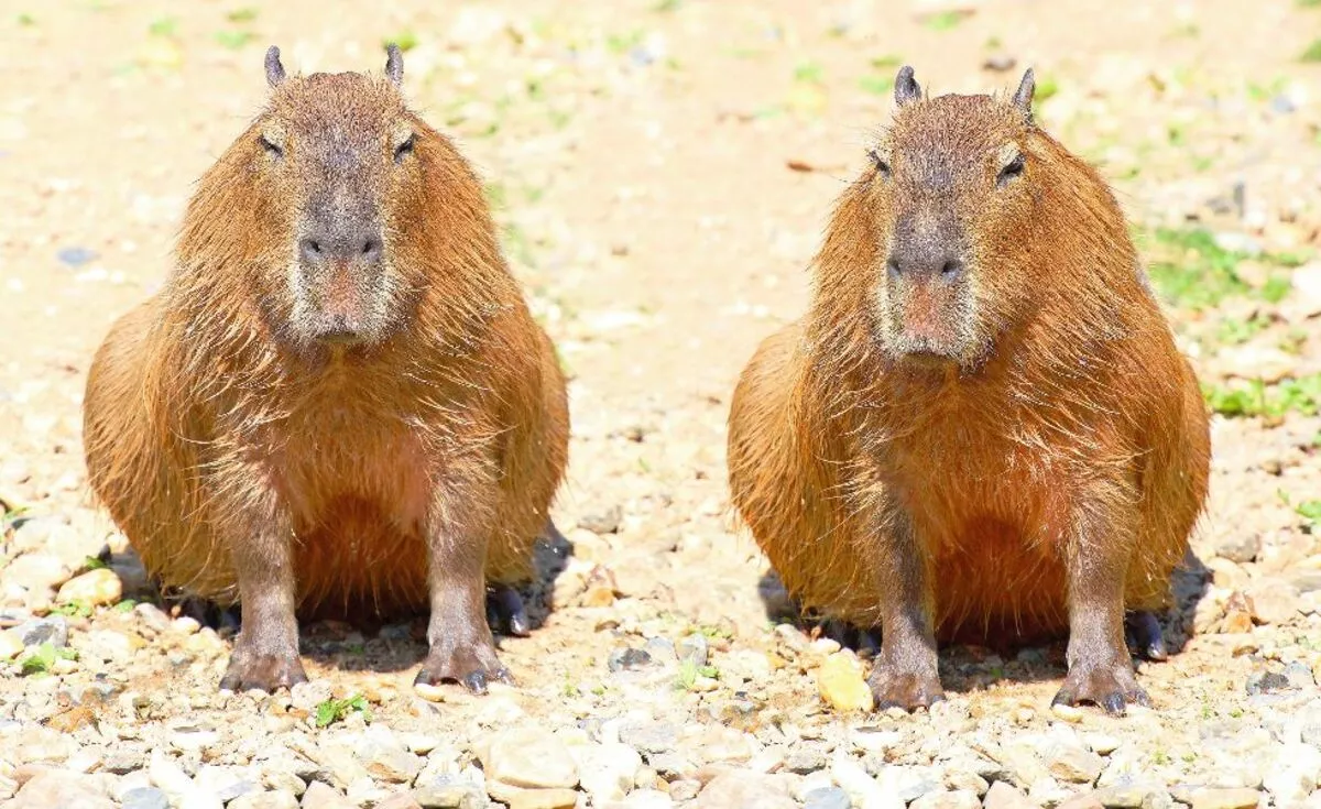 Capybara - © Kletr - Fotolia