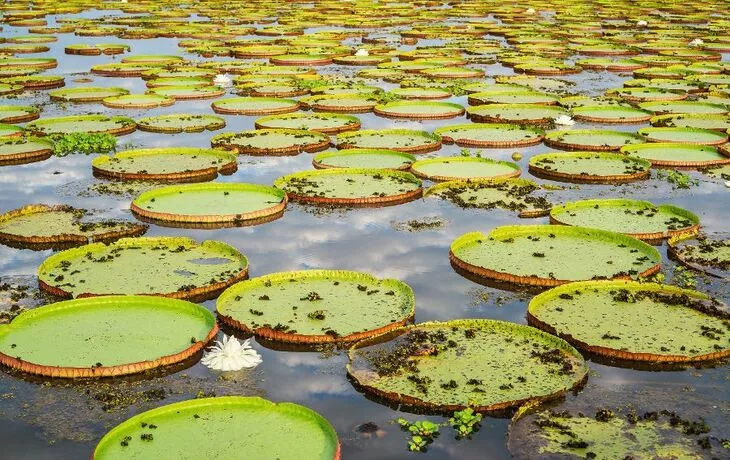 Victoria Régia oder Riesen Seerose - © F.C.G. - Fotolia