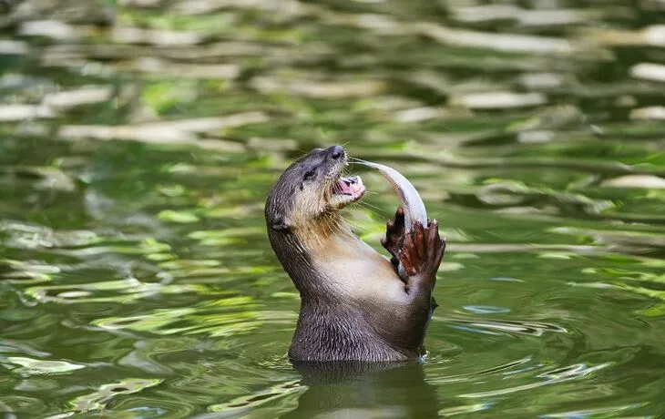 Otter - © duelune - Fotolia