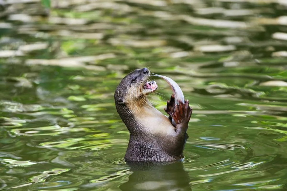 Otter - © duelune - Fotolia