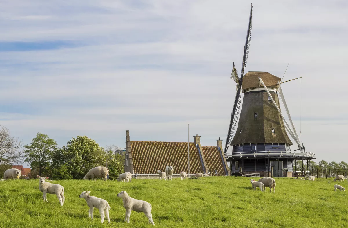 Windmühle, Medemblik - © Copyright (c) 2016 Marc Venema/Shutterstock.  No use without permission.