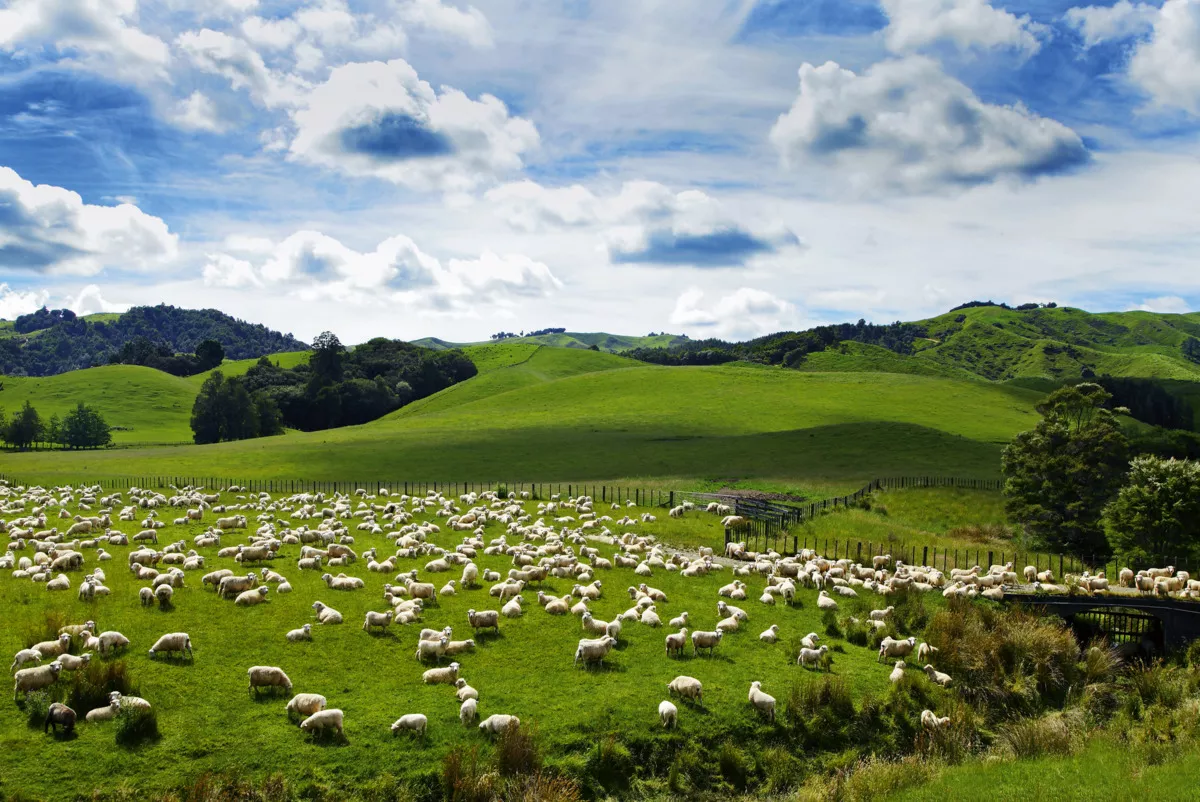 Neuseelands Schafe - © Friedberg - Fotolia