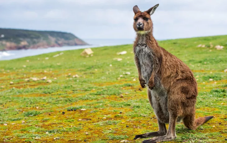 Känguru - © Andrea Izzotti - Fotolia